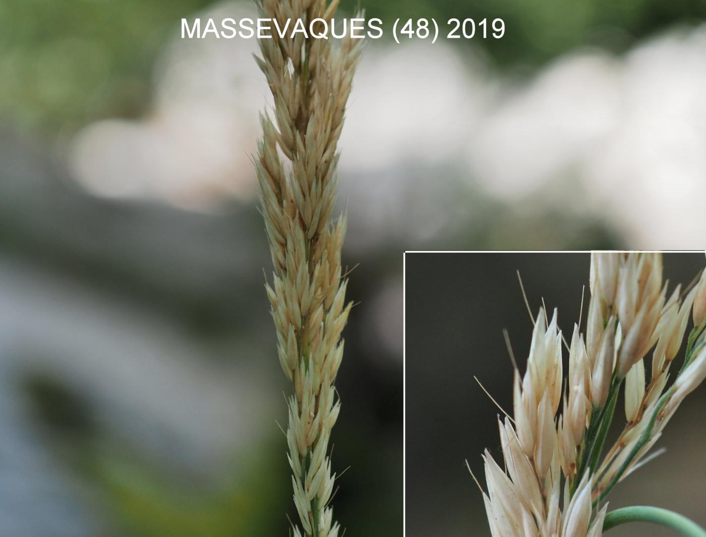 Reed-Grass, Feather fruit